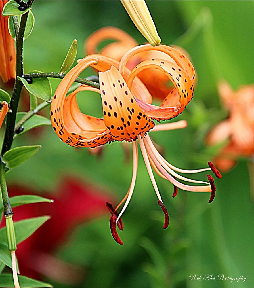 A Tiger Lily with orange, downward-facing flowers adorned with dark, prominent spots resembling a tiger's coat. It has six long off white filaments with dark rust colored anthers coming out of the throat. Multiple flowers are on a dark stem with green leaves against a background of blurred flowers and foliage.