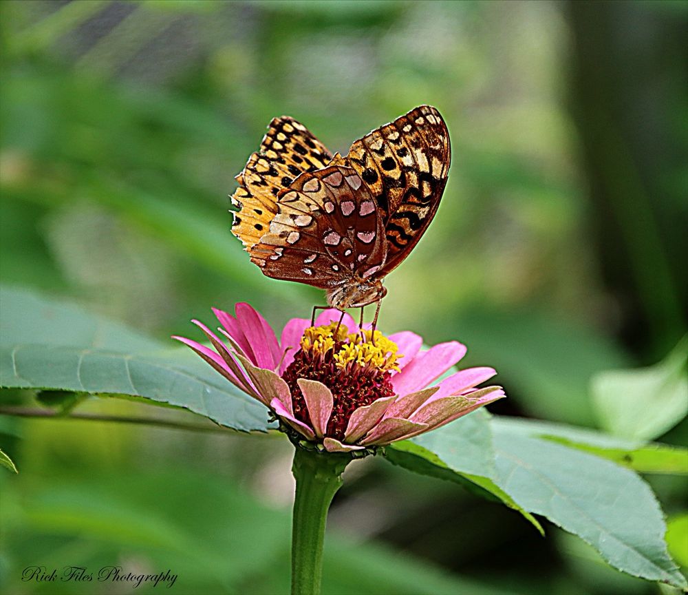 A brown fritillary butterfly with gold, black and white spots is perched atop the center disk of a zinnia with yellow florets and pink petals.