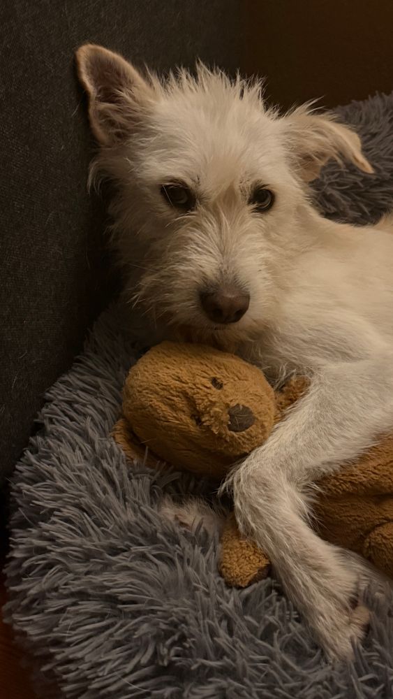 Weisser Hund liegt in flauschigem Körbchen und hat einen stoffteddy zwischen den Pfoten