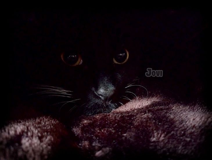 Black & white tuxie cat hiding under blankets (closeup of face)