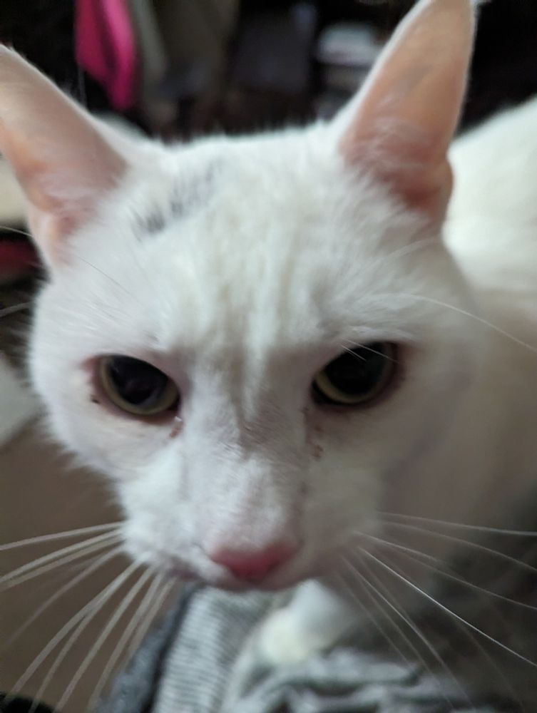 A white cat with green eyes looks at the camera in a closeup of his face.