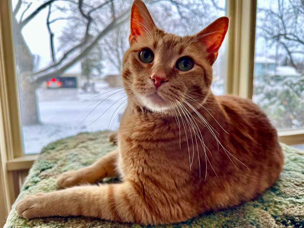 A large orange cat sits in front of a big window which looks out upon a snowy front yard. 