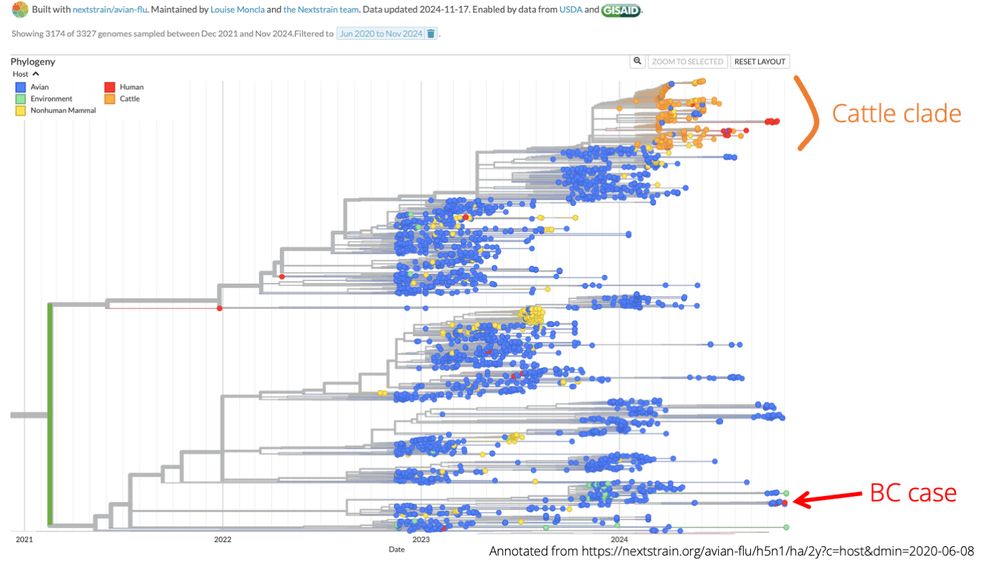 phylogeny of H5N1, with the cattle outbreak and the BC case highlighted: they belong to different branches of the tree