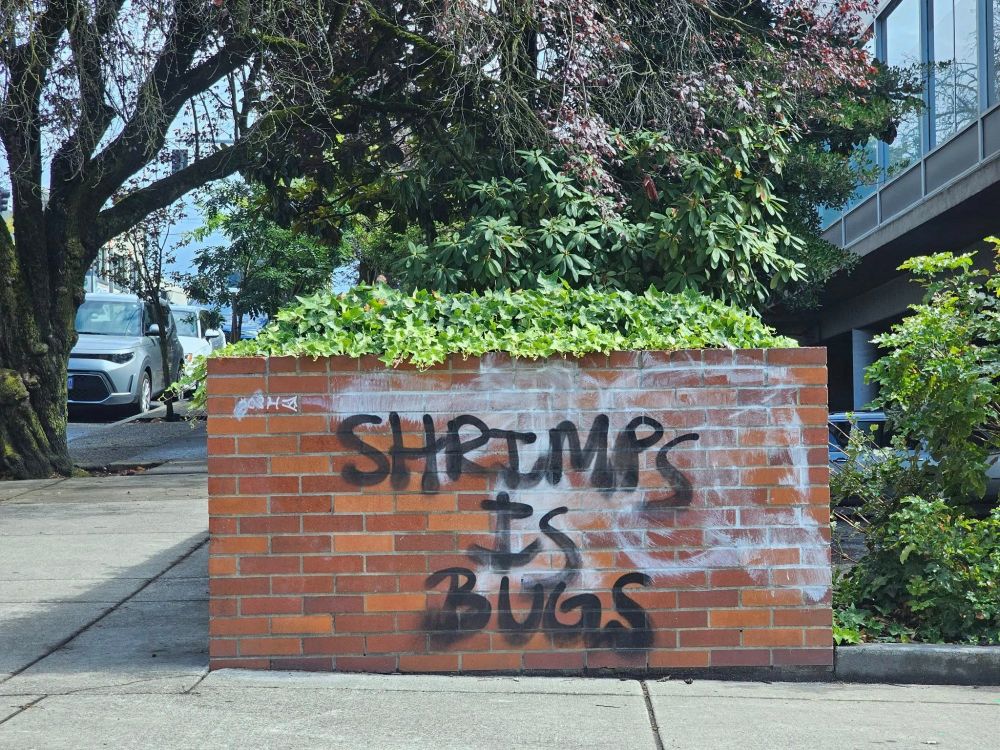 Shrimps is bugs