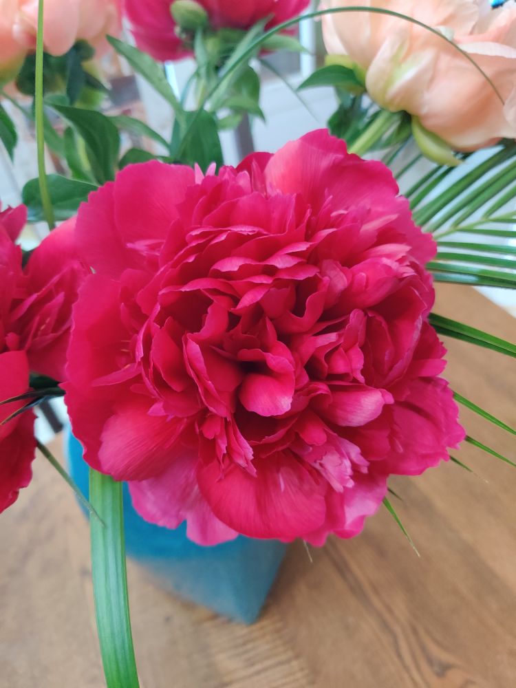 Une pivoine rouge partiellement ouverte 