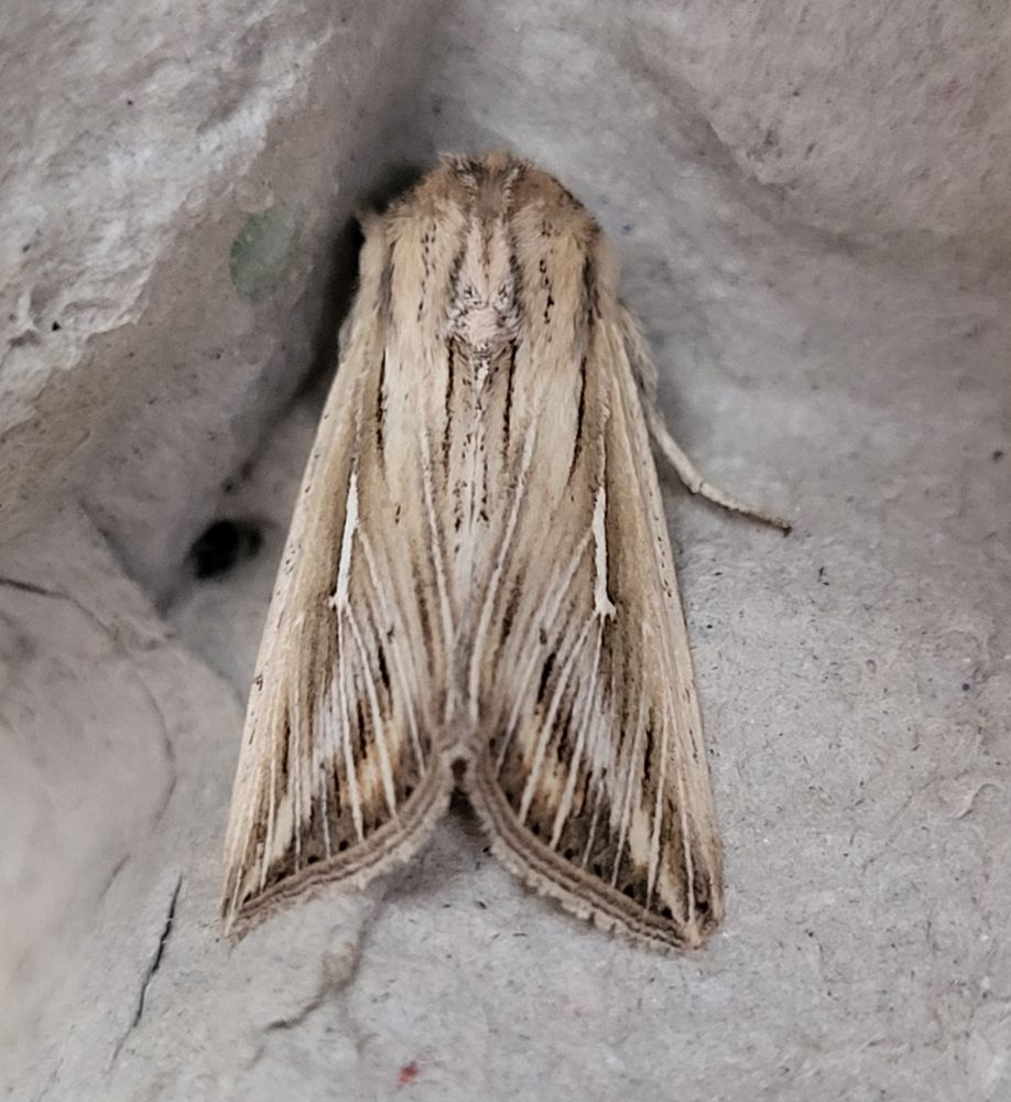Our first L-Album Wainscot