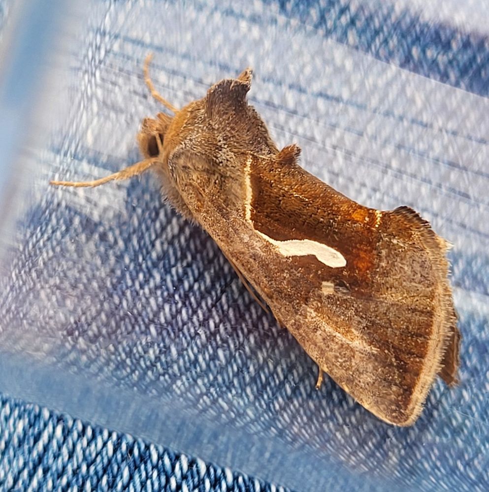 Lovely Dewick's Plusia