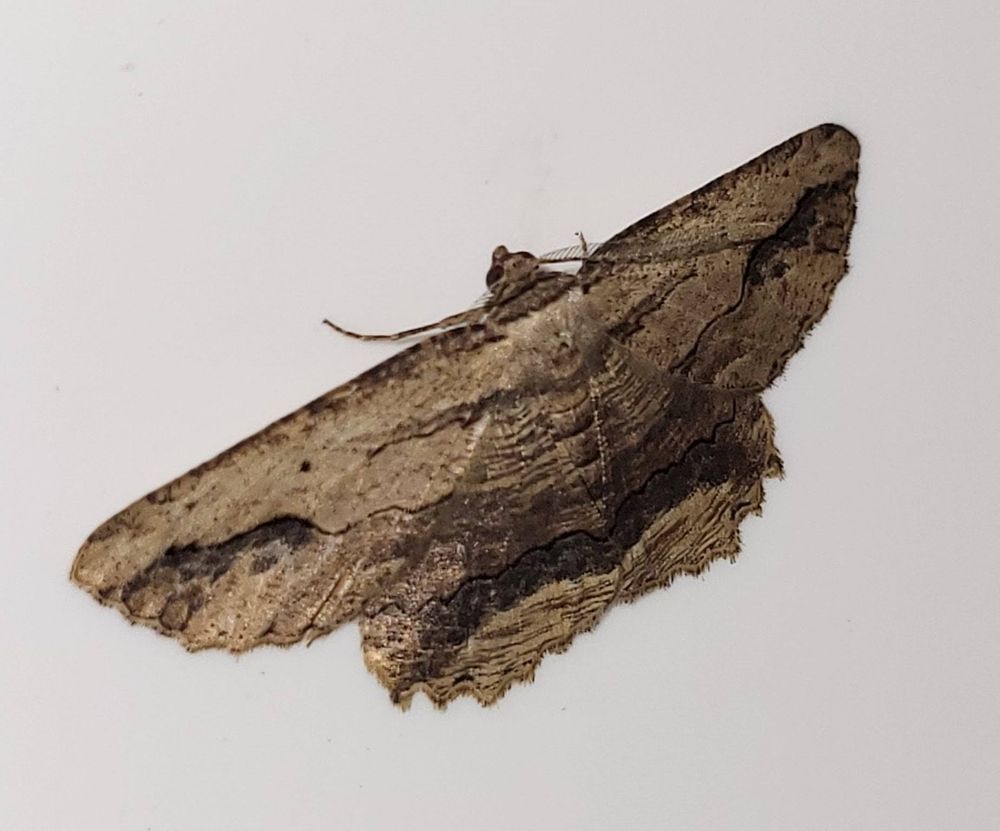 A very late Waved Umber