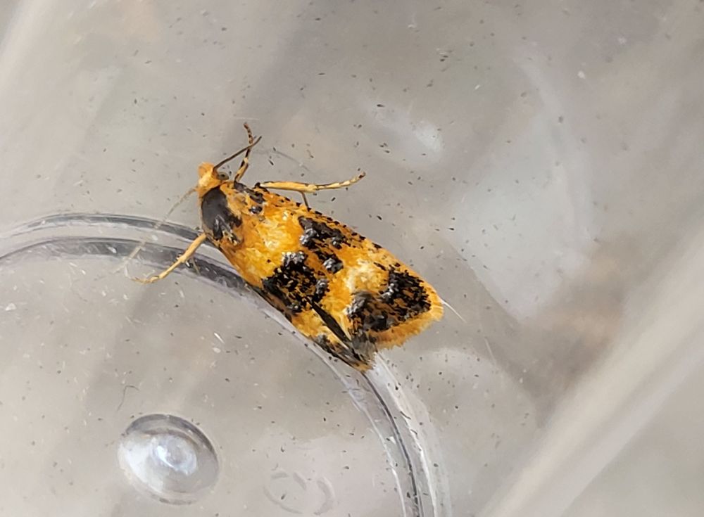 Orange Beauty, Commophila aeneana, another rare one