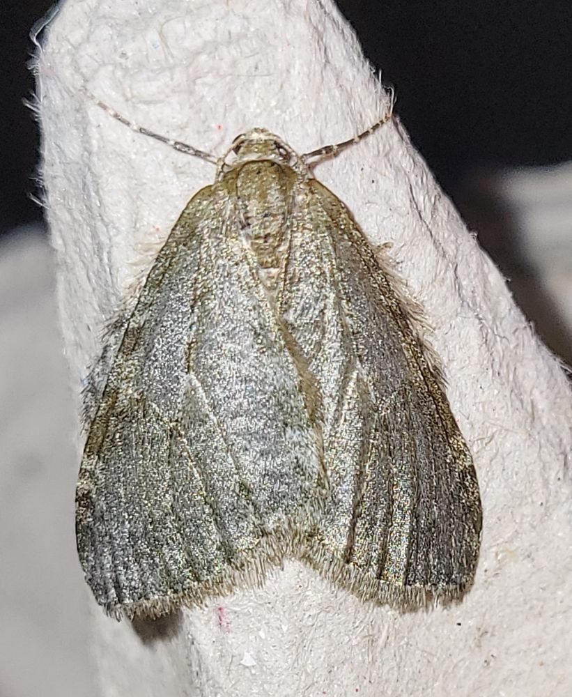 Another November moth agg, furry!