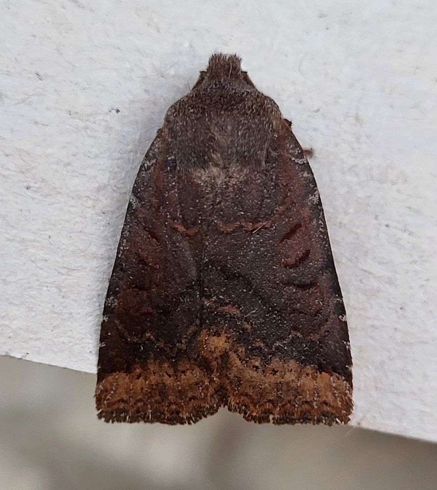 A vey smart Dark Chestnut