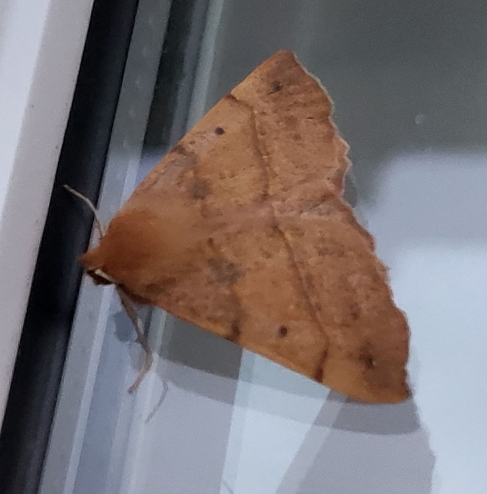 Feathered Thorn on the window this morning