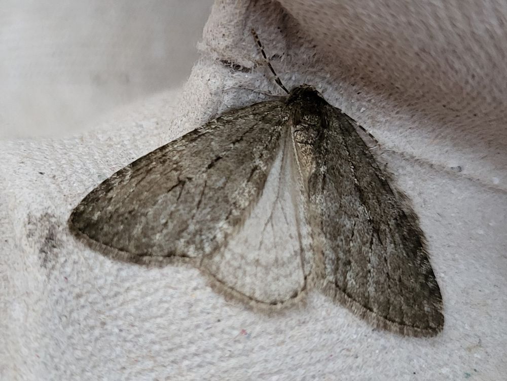 Another November Moth agg in trap this morning