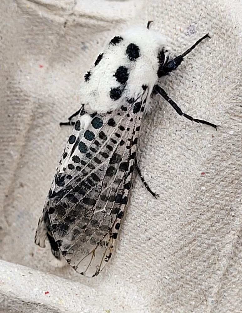 Leopard, we trapped our 1st in July 2018, finally got another this year.