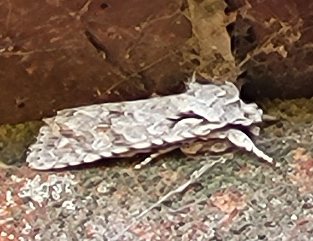 Grey shoulder-knot again at top of wall!