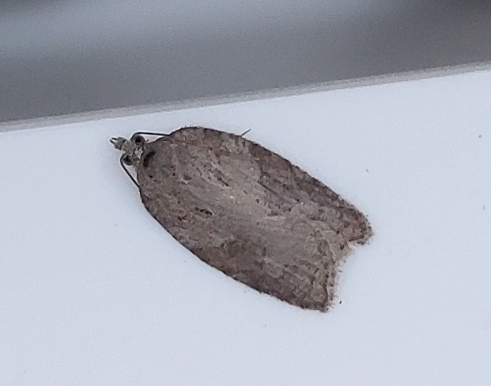 A Sparsana - Lead-coloured Tortrix, first of year