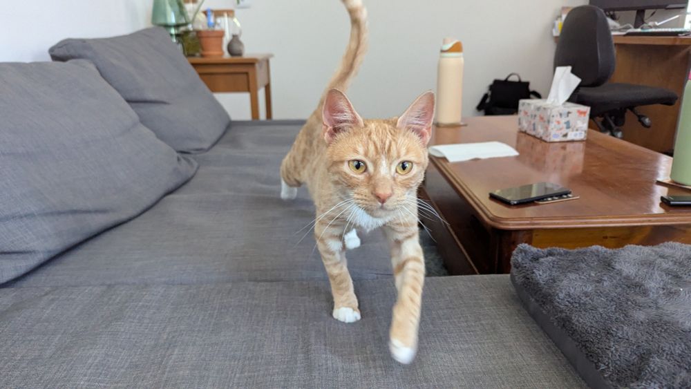 A ginger and white cat on a couch, walking towards the viewer.