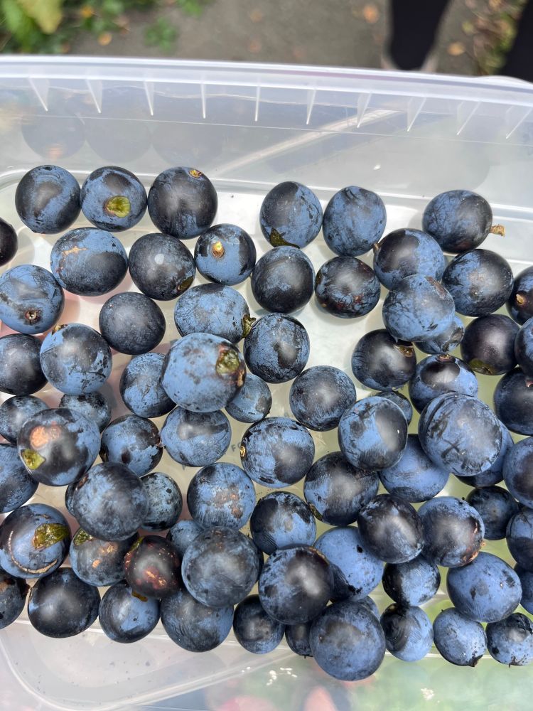 Plastic tub with blue-black berries 