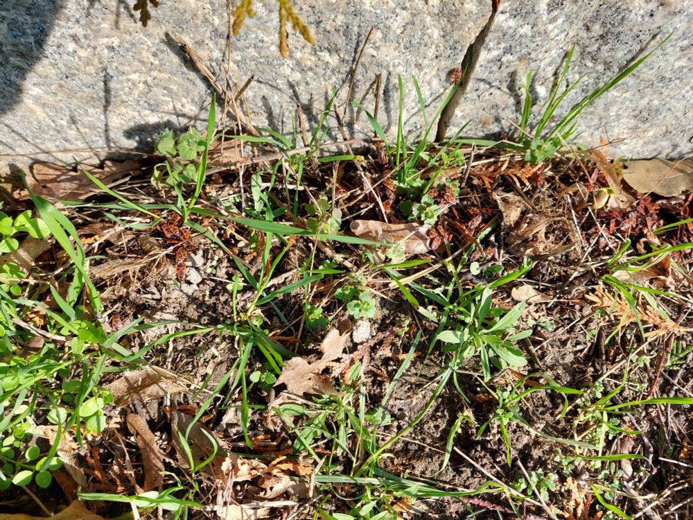 Feuerkäfer am Gartenzaun.