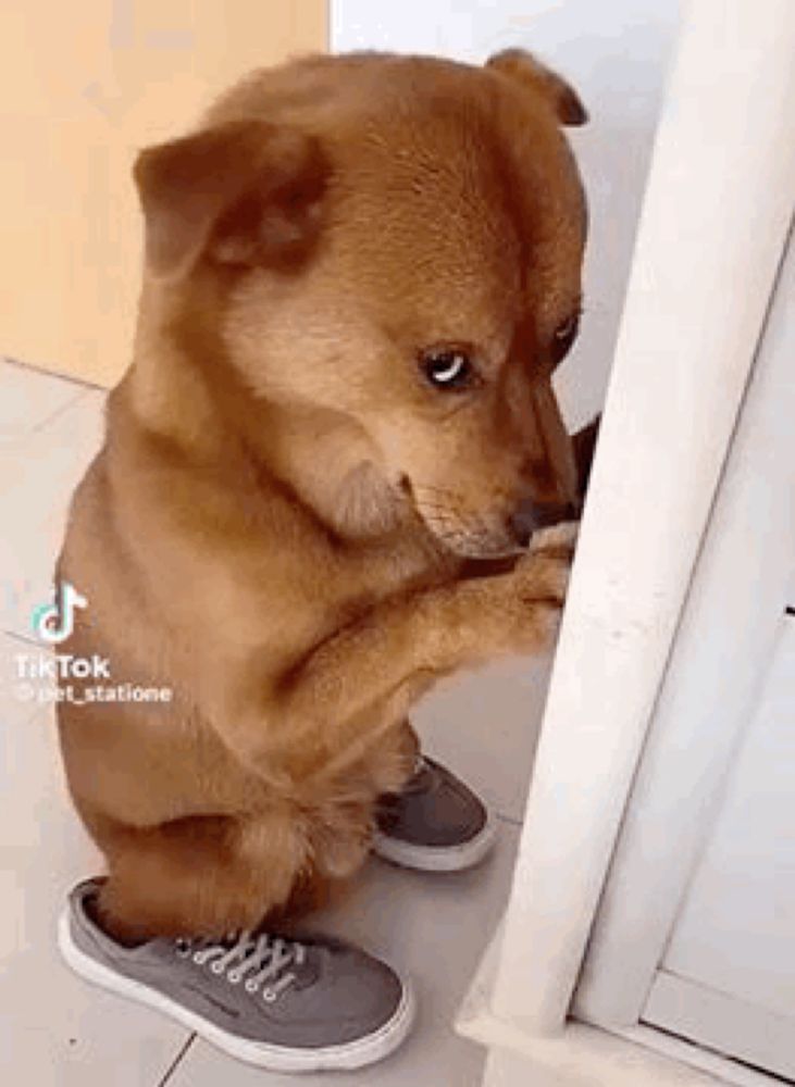 a brown dog wearing a pair of sneakers is standing next to a wall .