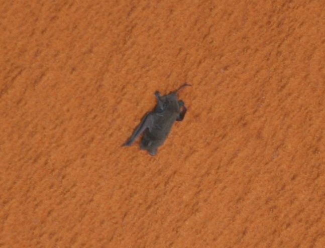 a small grey bat clinging to the orange foam on the exterior of the Space Shuttle's External Tank