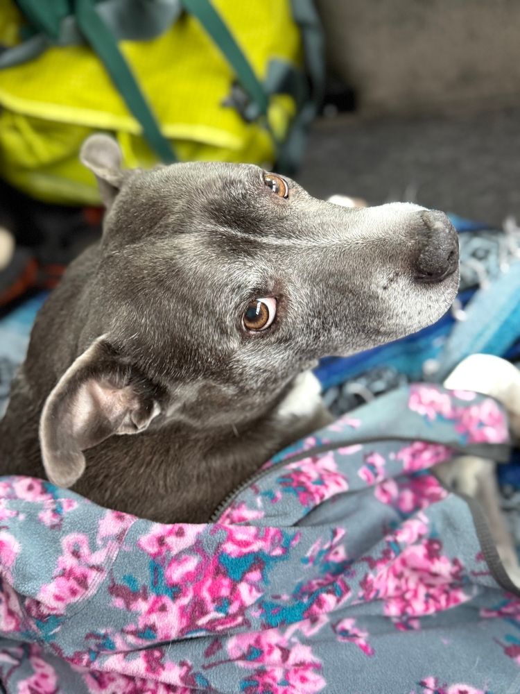 Our lovely old lady pit bull, dressed up in her floral mumu to stay warm.