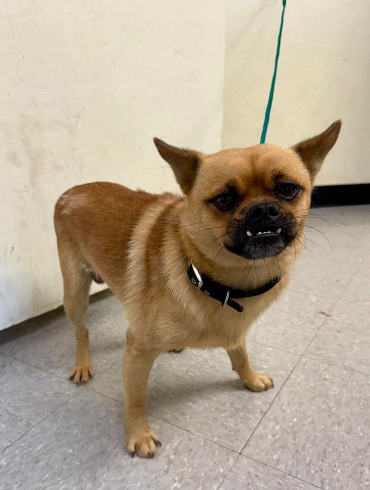 little Chihuahua mix thing with a massive under bite 