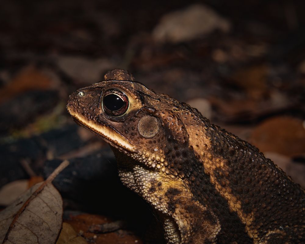close-up shot of a gulf coast toad in profile. he's chilling on the ground with some leaves 📷📸
