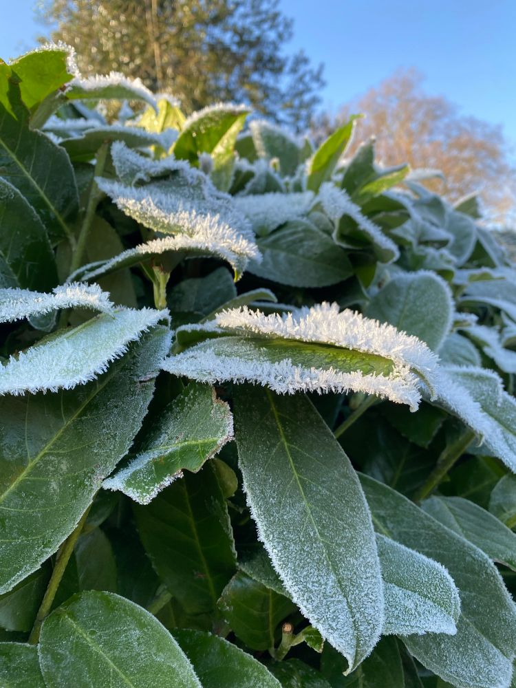 Leaves covered in ice with blue skies on the background.