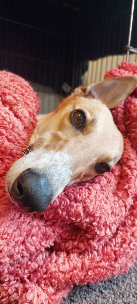 Greyhound dog resting head on fluffy blanket with one ear sticking up. 