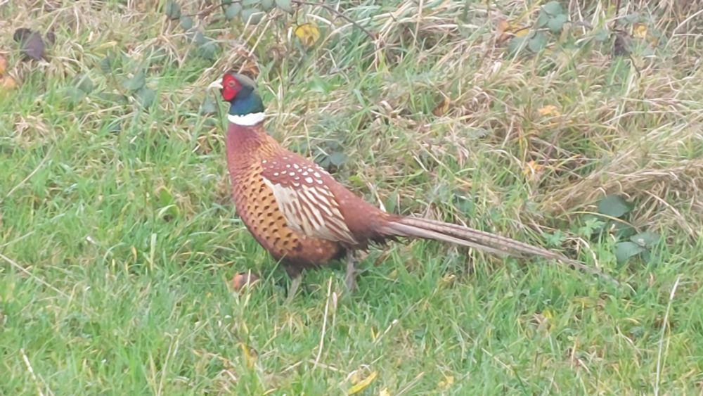 Photo of a male ring necked peasant hanging out in the grass