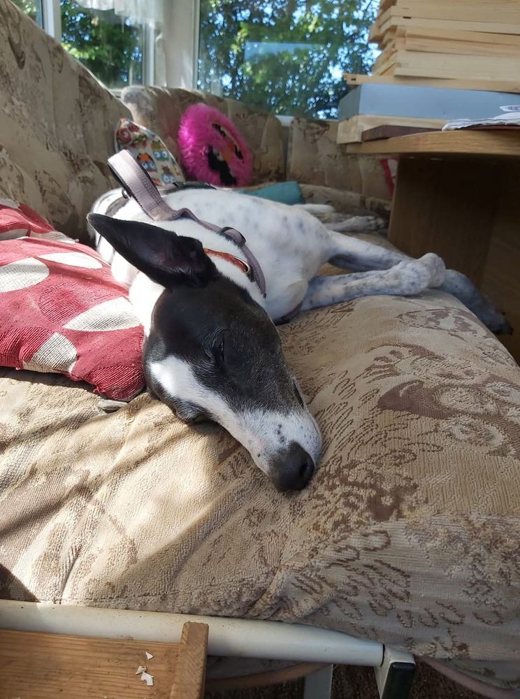 Lyra black and white greyhound sleeping on the caravan sofa in the sunshine