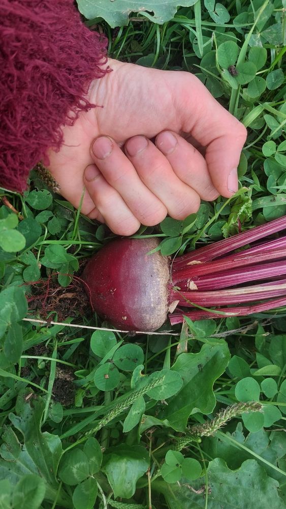 Chris's hand showing the scale of a very nice beetroot.