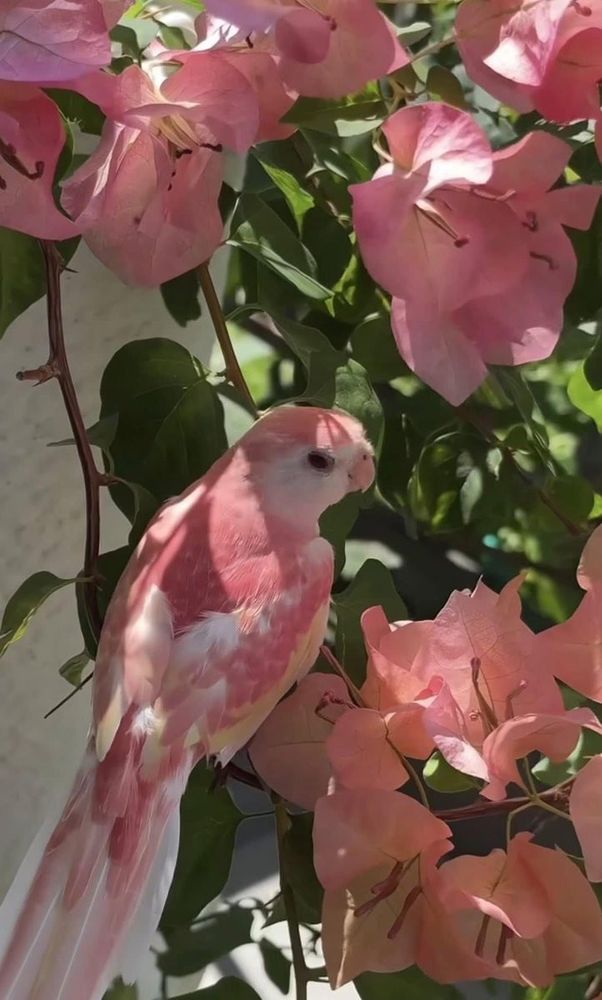 A picture of a small pink Bourke's parrot amongst some pink bougainvillea bracts