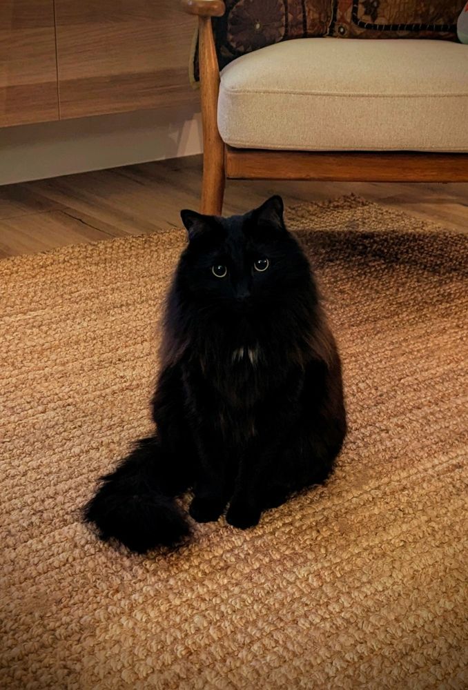 Minnow is a black medium haired cat with a white angel kiss on her chest. 