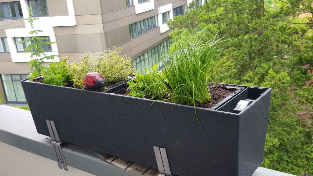 Balkonkasten in dunkel grau.
ganz rechts ein Anzeiger für das wasser Reservoir.
Die Pflanzen im Kasten sind in zwei separaten Behältern. um ersten ist schnittlauch und Roucola im zweiten zitronen thymian und Basilikum. Beim zitronen Thymian ist ein plastik Marienkäfer (der solar betrieben leuchten soll. Bin gespannt)