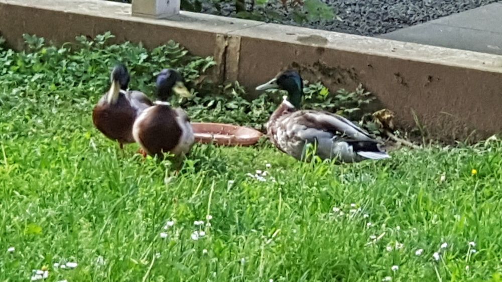 drei Enten die um eine leere wasserschale im gras sitzen
