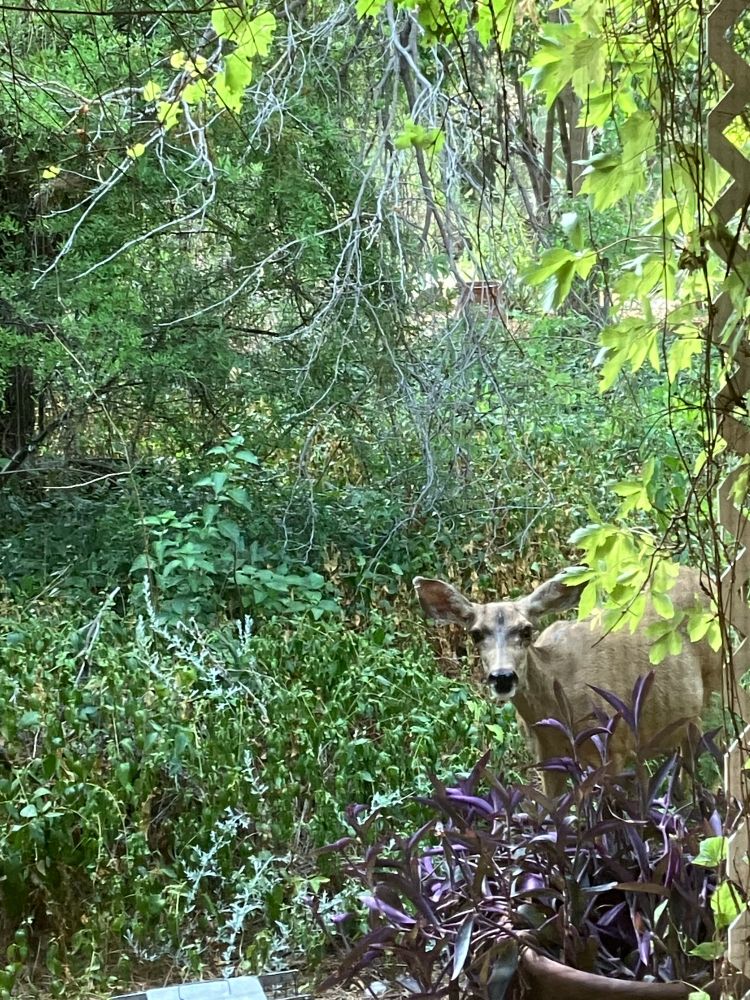 Young deer in spring garden gazing at camera