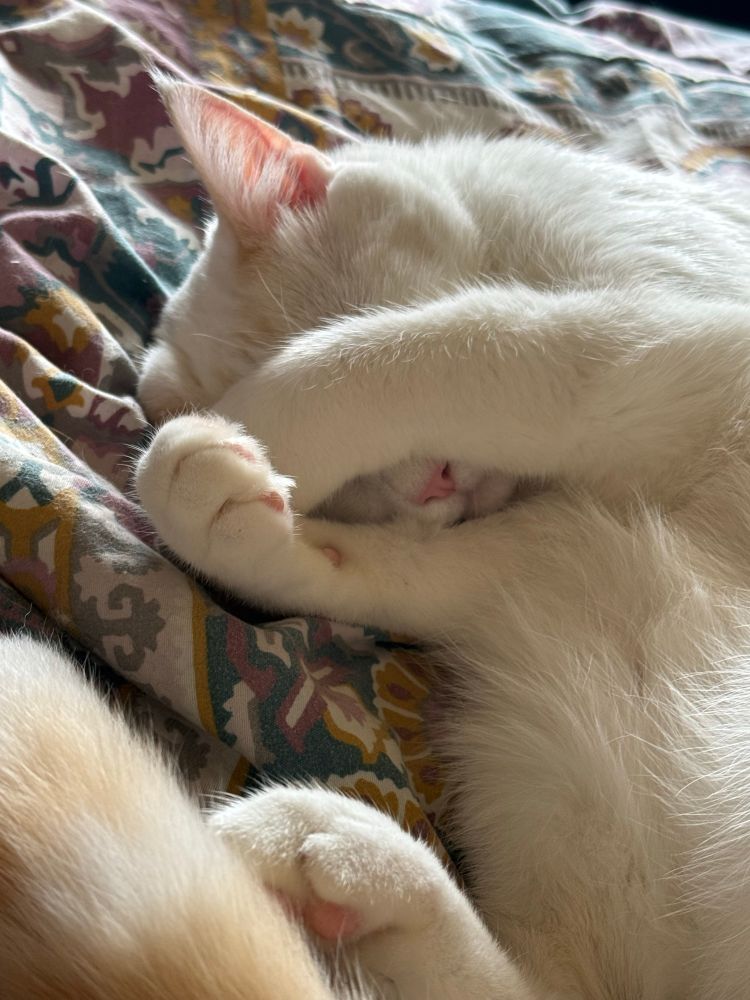 Charlie is a white cat, who has his paws covering his eyes while he tries to sleep.