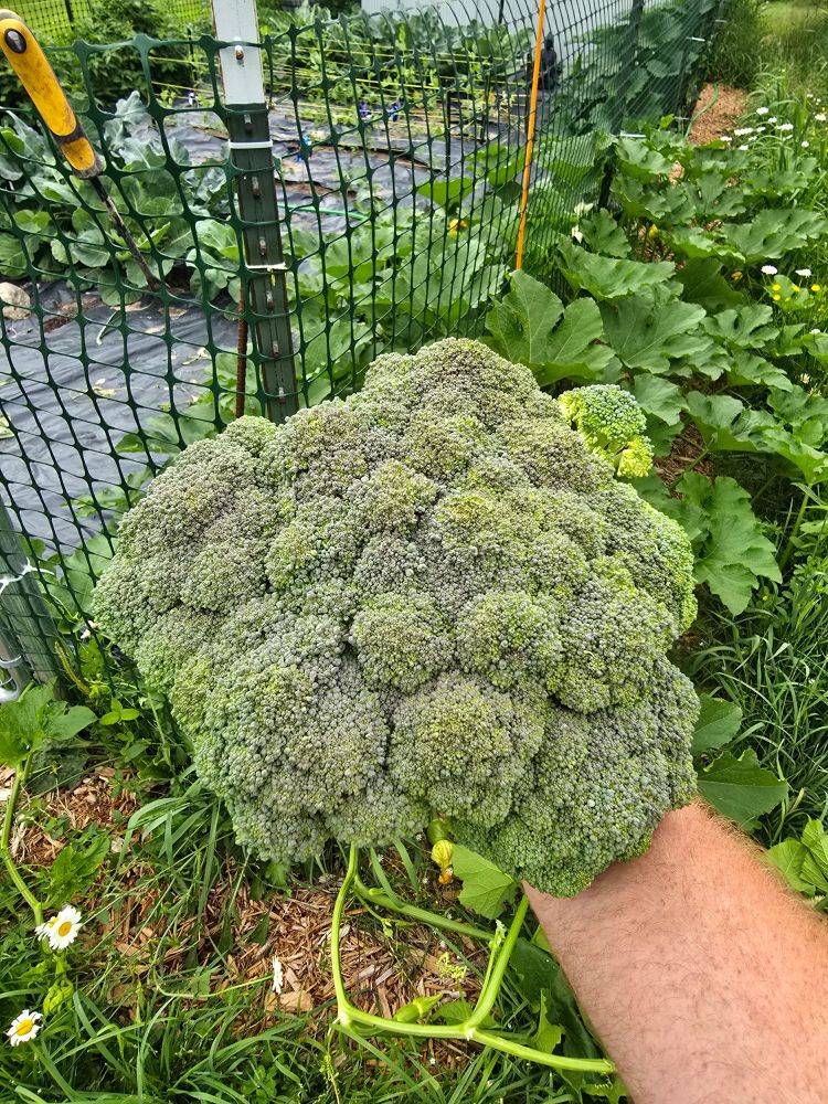 Head of broccoli just cut from the garden. 