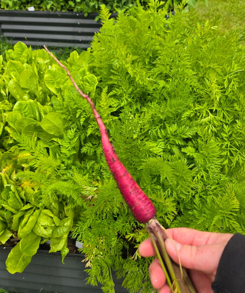 A freshly harvested purple carrot 🥕