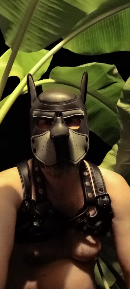 Black & grey pup hood with leather harness I nature