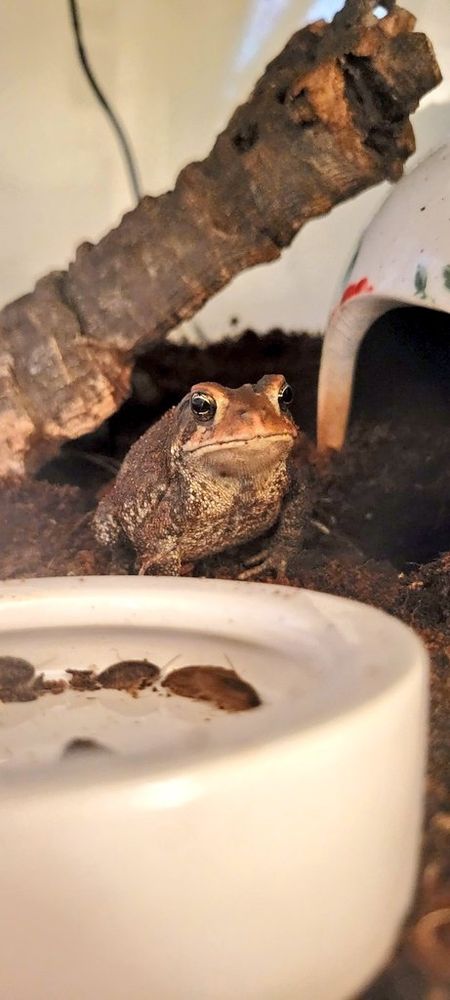 an American Toad, Angel, in front of her feed dish with several dubia roaches inside