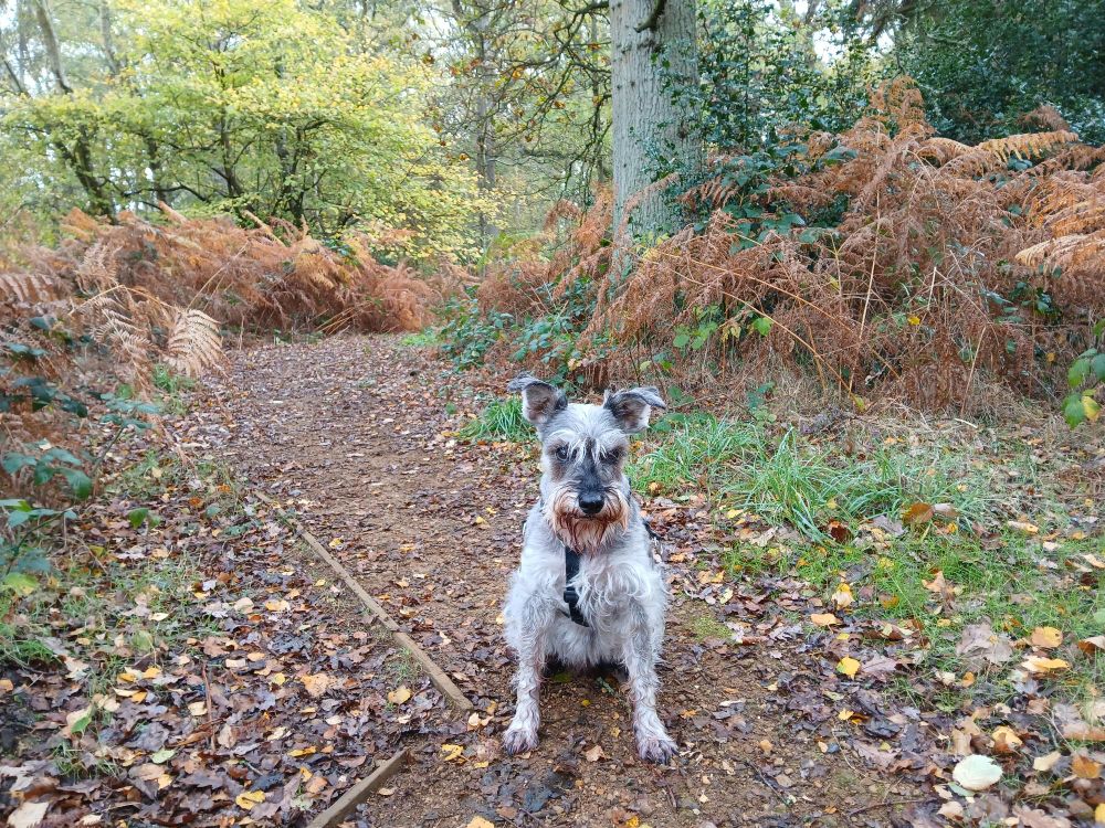 'Tis me, #SiggySchnauzer! 😆 Please note I'm OFF LEAD and following thr SIT command! Being a good boy = lots of treats!