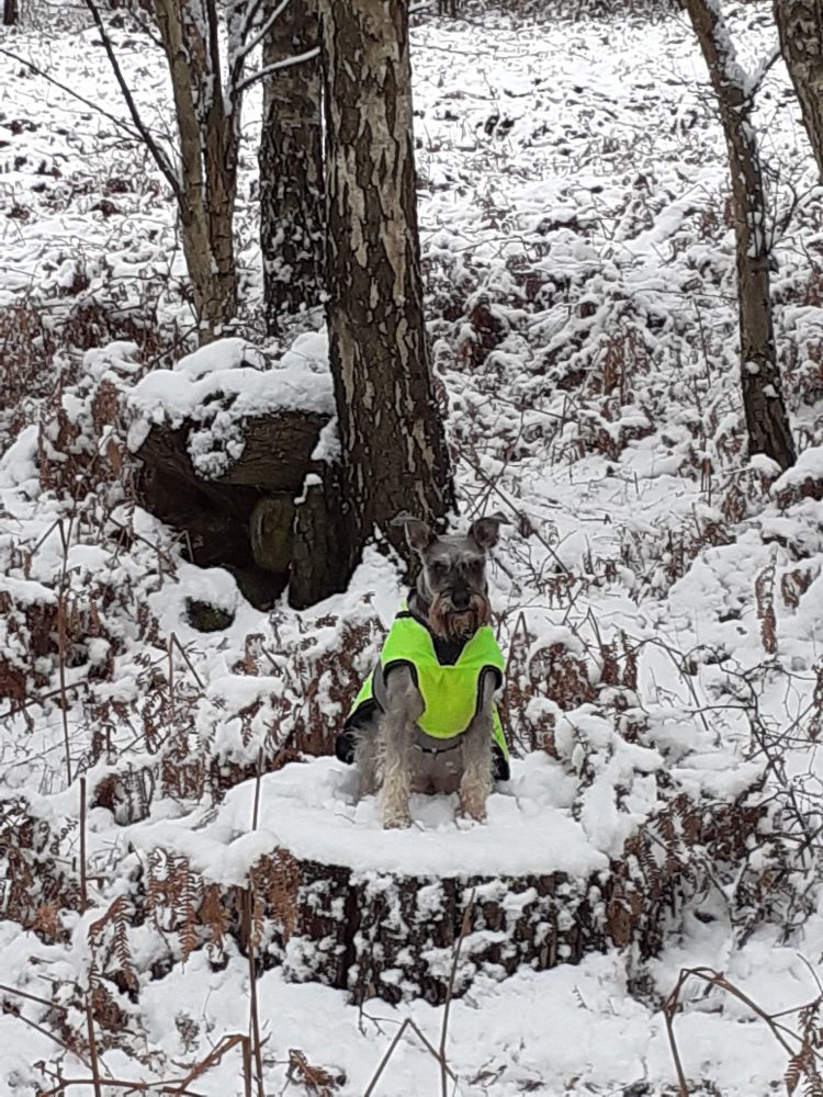 #SiggySchnauzer on a snowy tree stump in the woods 🪵 