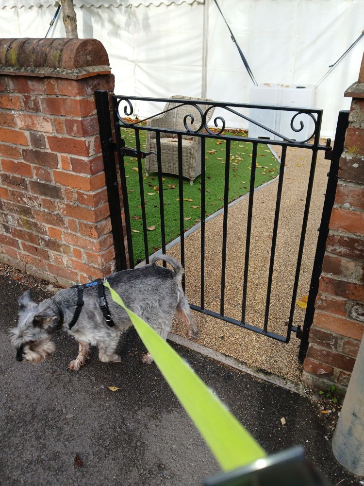 'Tis me, #SiggySchnauzer. I waited at the gate to the pub for ages but it wouldn't open so I gave up. No astro turf rolling today 😞