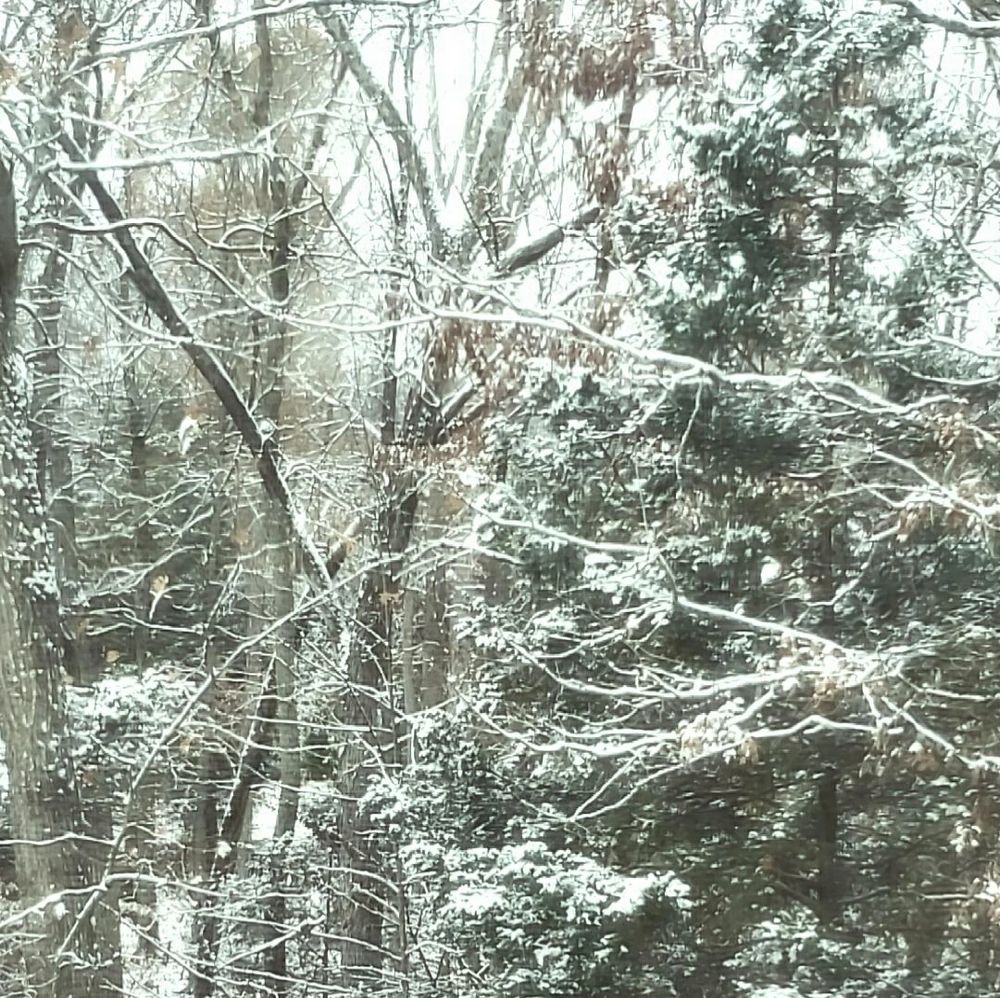 a picture of snow on trees :) 