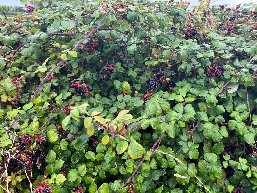 Blackberry bushes.