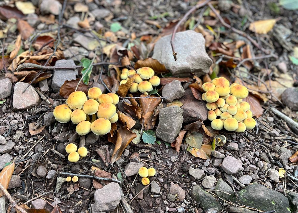 Clusters of yellow mushrooms amongst stones.