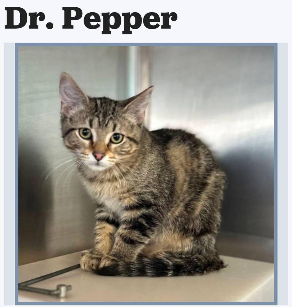 A tabby kitten named Dr. Pepper